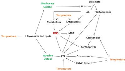 Temperature and Light Modulation of Herbicide Toxicity on Algal and Cyanobacterial Physiology